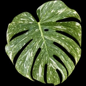 Green Snow