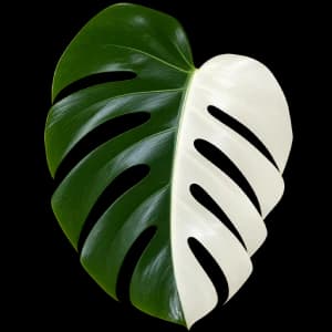 Albo Half Moon