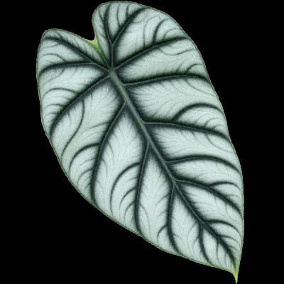 Alocasia Silver Dragon