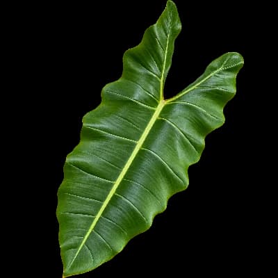 Philodendron billietiae