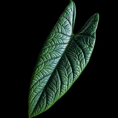 Alocasia Scalprum